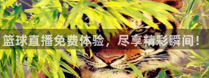 小九体育直播在线观看免费高清